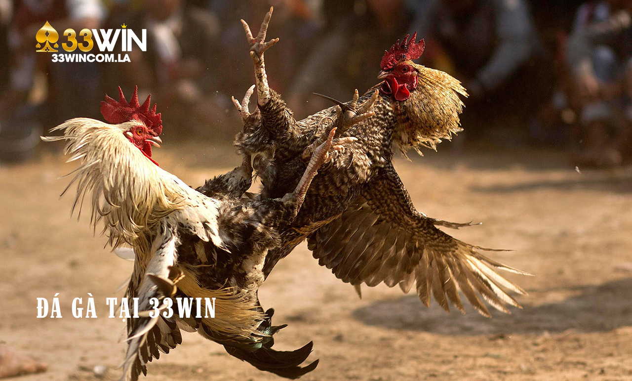 Đá gà trực tuyến tại 33win